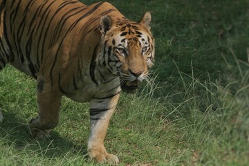  tiger walks on the grass during the day at the zoo