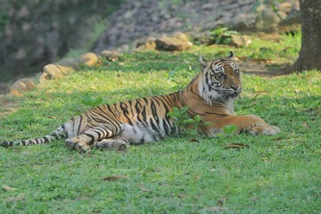 a Sumatran tiger lying in the grass at noon