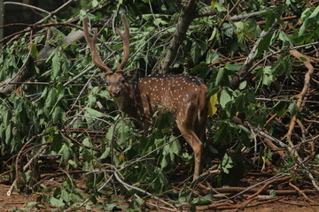 an axisdeer standing in the bush at noon