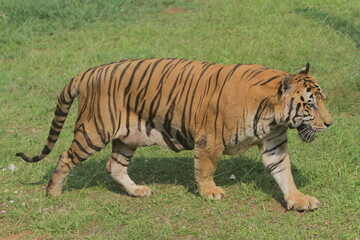 A Bengal tiger walks on the grass during the day at the zoo
