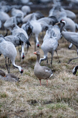 Cranes (grus grus) during a courtship dance and in the background a group of cranes eating and fighting and standing around the lake