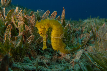 Sea Horse in the Red Sea Colorful and beautiful, Eilat Israel
