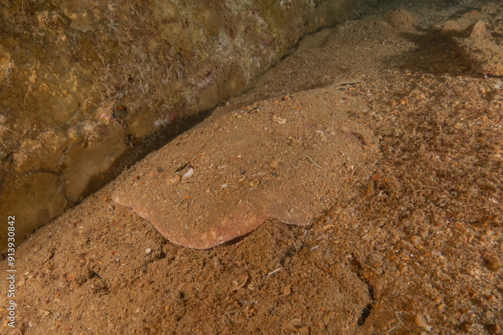 Wall mural Torpedo sinuspersici On the seabed  in the Red Sea, Israel
