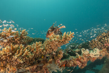 Coral reef and water plants in the Red Sea, Eilat Israel