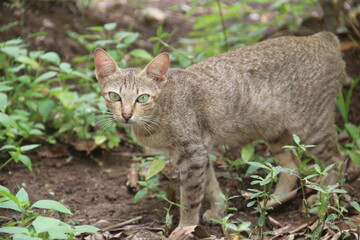 Brown cat with a attentive gaze in the garden against a blurred background, a cat portrait