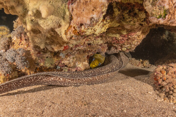 Moray eel Mooray lycodontis undulatus in the Red Sea, Eilat Israel
