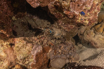 Lobster at the Red Sea Colorful and beautiful, Eilat Israel
