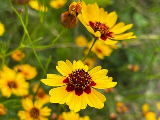 Wild nature scene of plain coreopsis decorating the meadow in summer