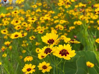 Wild nature scene of plain coreopsis decorating the meadow in summer