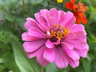Obraz premium Beautiful flower zinnia elegans. a graceful flower with layered petals
