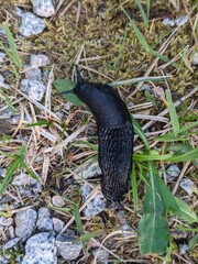 A black slug seen in its natural habitat, moving slowly along a path covered with grass and gravel