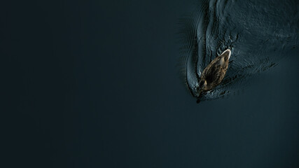 duck floating in the water wallpaper