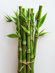 Fototapeta premium Bamboo Shoots White Background 