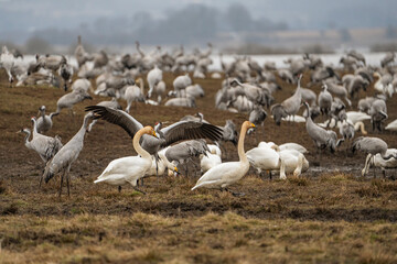 Cranes (grus grus) during a courtship dance and in the background a group of cranes eating and fighting and standing around the lake