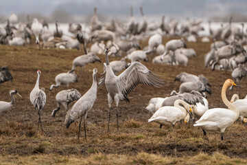 Cranes (grus grus) during a courtship dance and in the background a group of cranes eating and fighting and standing around the lake