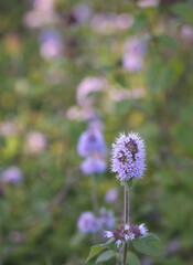 Beautiful close-up of mentha aquatica