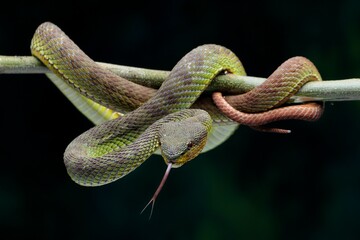 Manggrove pit viper closeup face on branch ready to attack, Trimeresurus purpureomaculatus, 08 August 2024 Indonesia