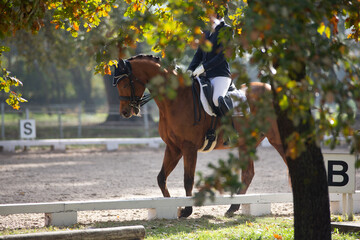 A brown horse with a rider in a dressage competition on a sand court