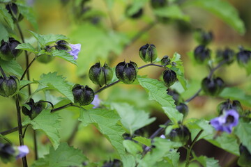 Physalis peruviana. Purple flower of ground cherry.