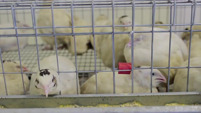 A purebred chicken pecking at grain. High quality 4k footage