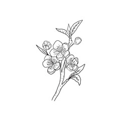 Beautiful realistic branch of cherry blossom with flowers and buds in black isolated on white background. Hand drawn vector sketch illustration in doodle engraved vintage line art style. Icon, logo