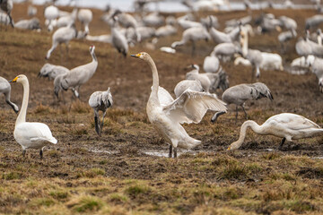 Swan, swans (Cygnus) flapping its wings, cranes (Grus grus) in the background