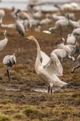 Swan, swans (Cygnus) flapping its wings, cranes (Grus grus) in the background