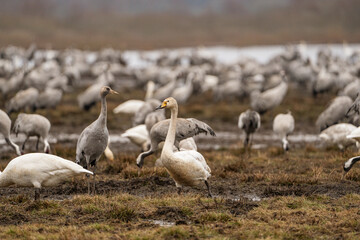 Swan, swans (Cygnus) flapping its wings, cranes (Grus grus) in the background