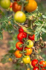 Vertical close up picture of home grown cherry tomatoes in different stages of ripening 
