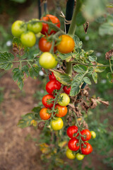 Vertical picture of home grown cherry tomatoes in different stages of ripening 