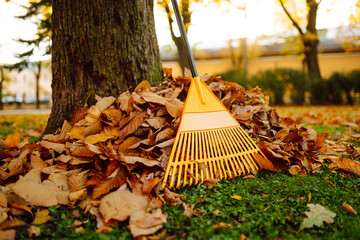 Collection of fallen leaves. Raking autumn leaves from the lawn in the autumn park. Concept of...