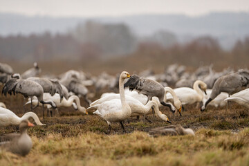 Swan, swans (Cygnus) flapping its wings, cranes (Grus grus) in the background