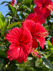 beautiful hibiscus flowers in the garden © mansum008