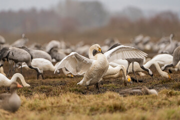 Swan, swans (Cygnus) flapping its wings, cranes (Grus grus) in the background