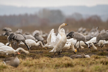 Swan, swans (Cygnus) flapping its wings, cranes (Grus grus) in the background
