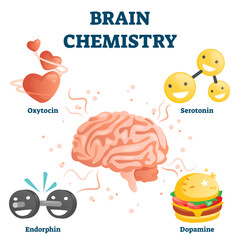Brain chemistry illustration, transparent background. Labeled educational happiness chemicals collection. Oxytocin, serotonin, endorphin and dopamine substances as human emotions.