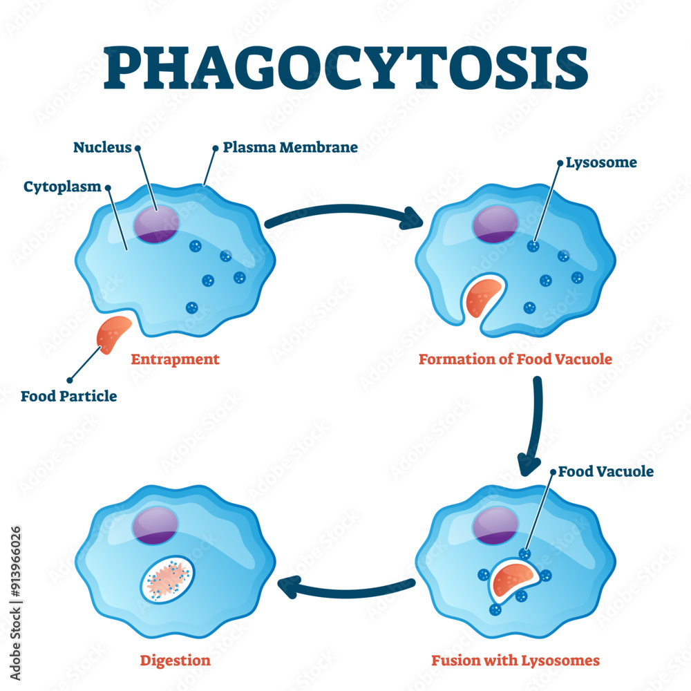 Sticker Phagocytosis illustration, transparent background. Labeled endocytosis educational scheme. Cycle with entrapment, vacuole formation, lysosomes fusion and digestion process.