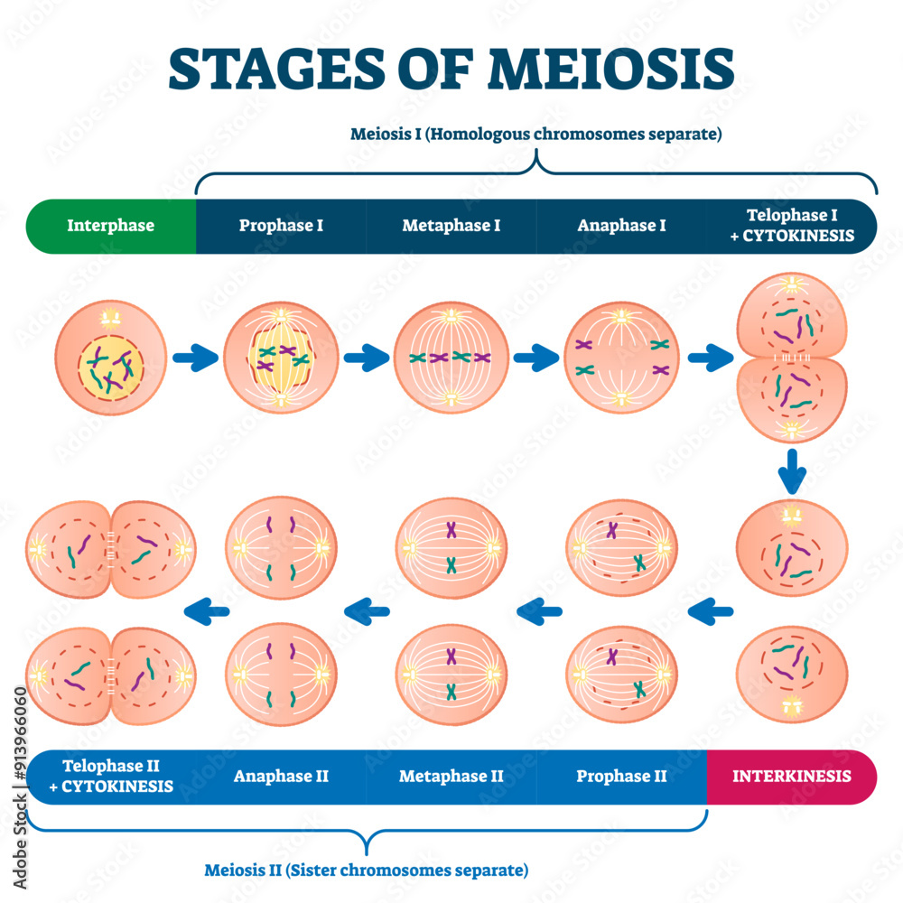 Poster stages of meiosis illustration, transparent background. labeled cell division process explanation sc