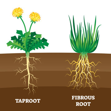 Taproot and fibrous root example comparison illustration scheme, transparent background. Educational organic plant part description with main large central root and thin branching system.