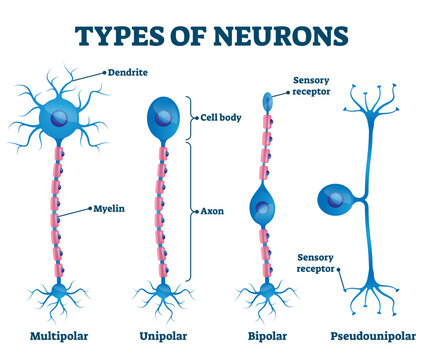 Types of neurons illustration, transparent background. Labeled anatomical nerve parts comparison scheme. Synapses receptors educational closeup with multipolar, unipolar.