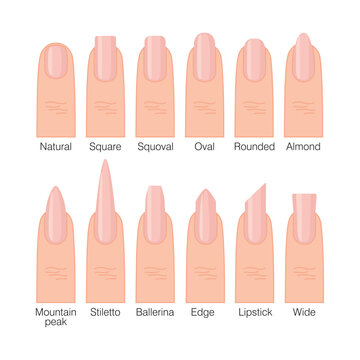 Nail shapes. Natural, rounded, square, squoval, oval, almond, ballerina, stiletto. A guide for a manicure master. Nail extensions. Vector illustration for design and web.