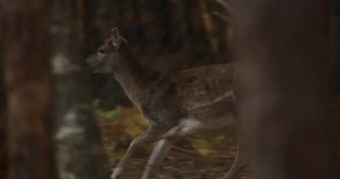 Fallow Deer Or Dama Dama Walking In autumn forest