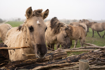 A wild horse in a nature reserve in autumn.