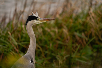 A grey heron (Ardea cinerea)  in winter