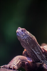 close up of a tortoise