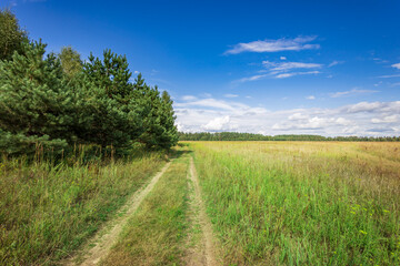 A serene display of nature unfolds as golden grass sways gently in the breeze, bordered by lush trees under a vibrant blue sky.