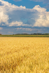 A field of golden wheat with a cloudy sky in the background