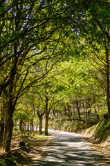 road in a forest in summer, the trees cover it with shadows. Ecology concept