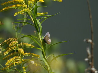 butterfly on the flower
