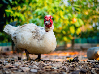 White duck in duck farm , agriculture duck farm concept,